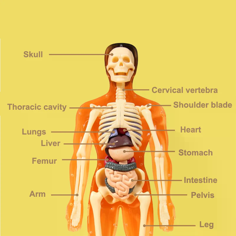 3D Human Skeleton Organ Anatom - Model Kit Simulator ulasan dan harga